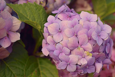 hurtownia kwiatów sztucznych CURCUMA