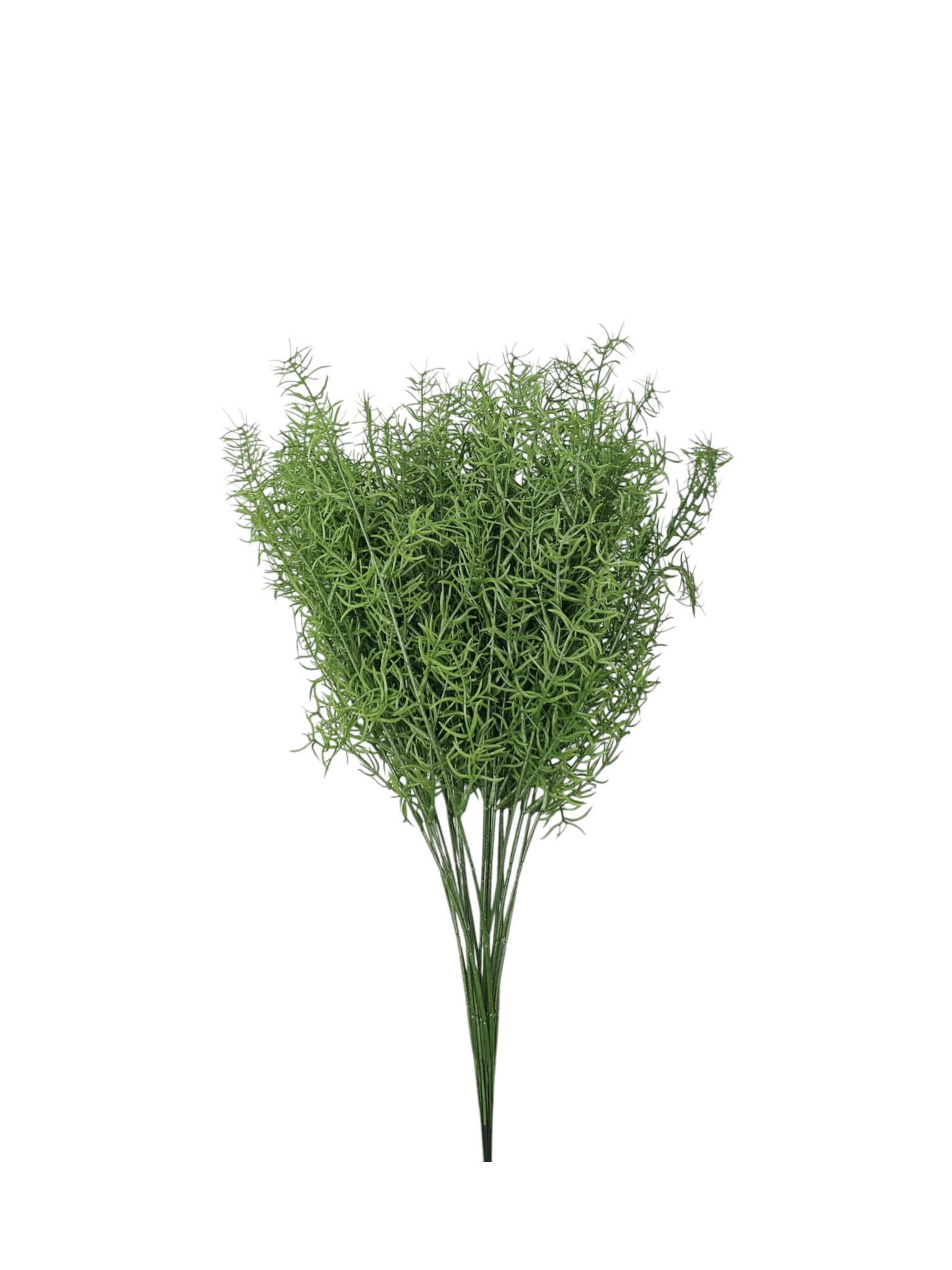 asparagus