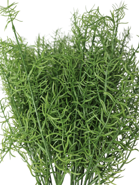 asparagus
