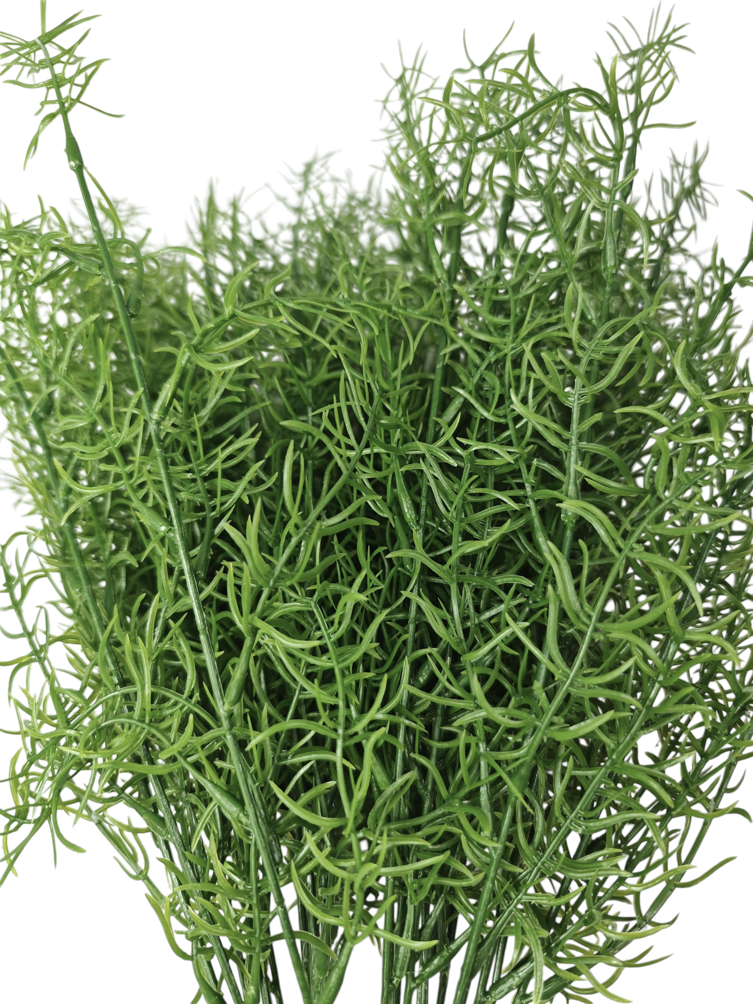 asparagus