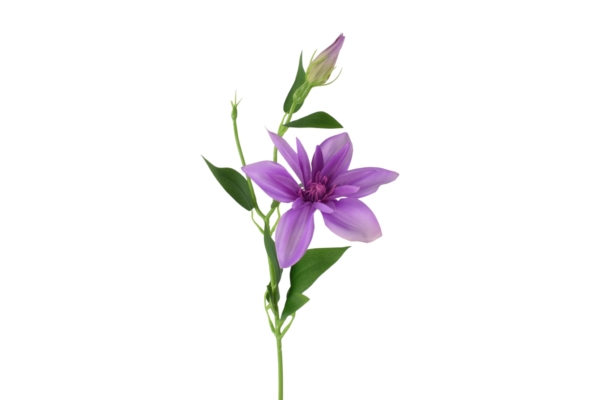 klematis pik