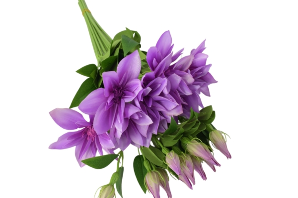 klematis pik