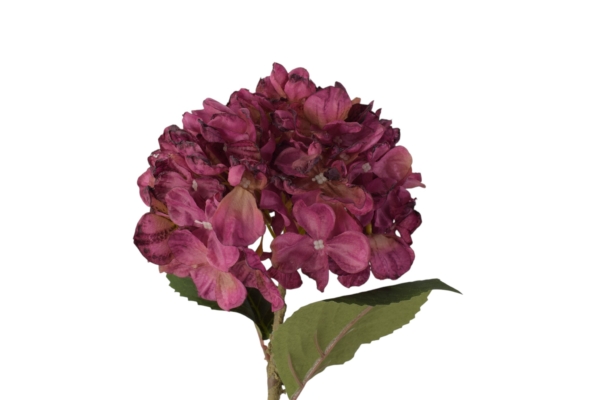 hortensja suszona
