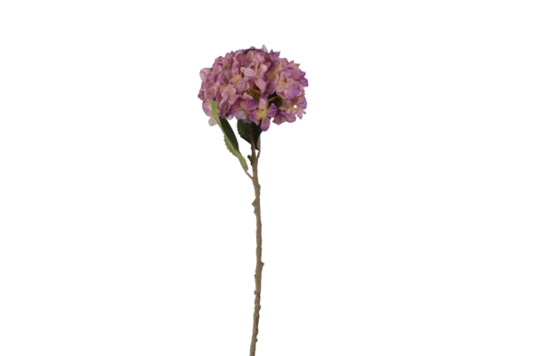 hortensja suszona