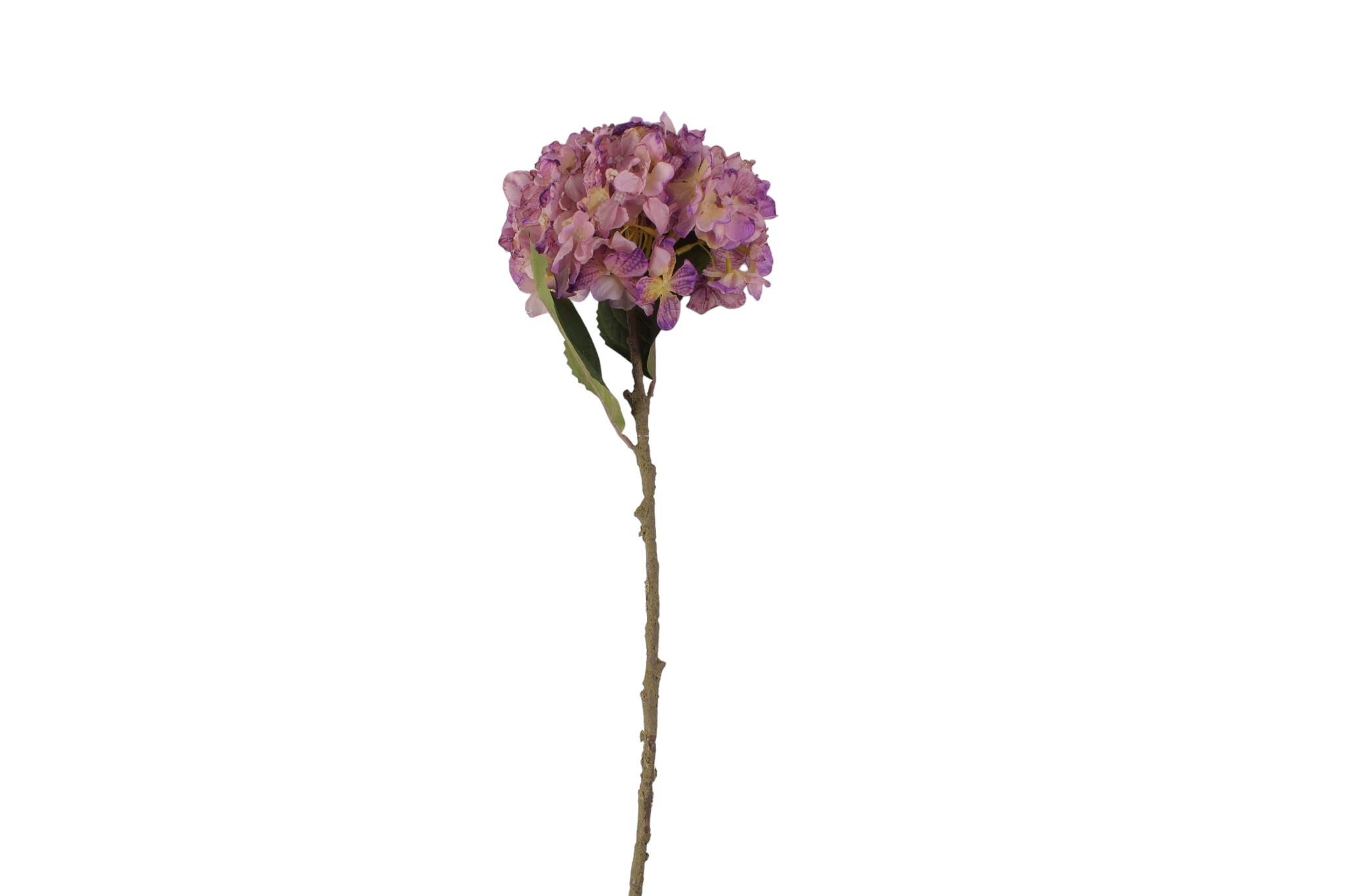 hortensja suszona