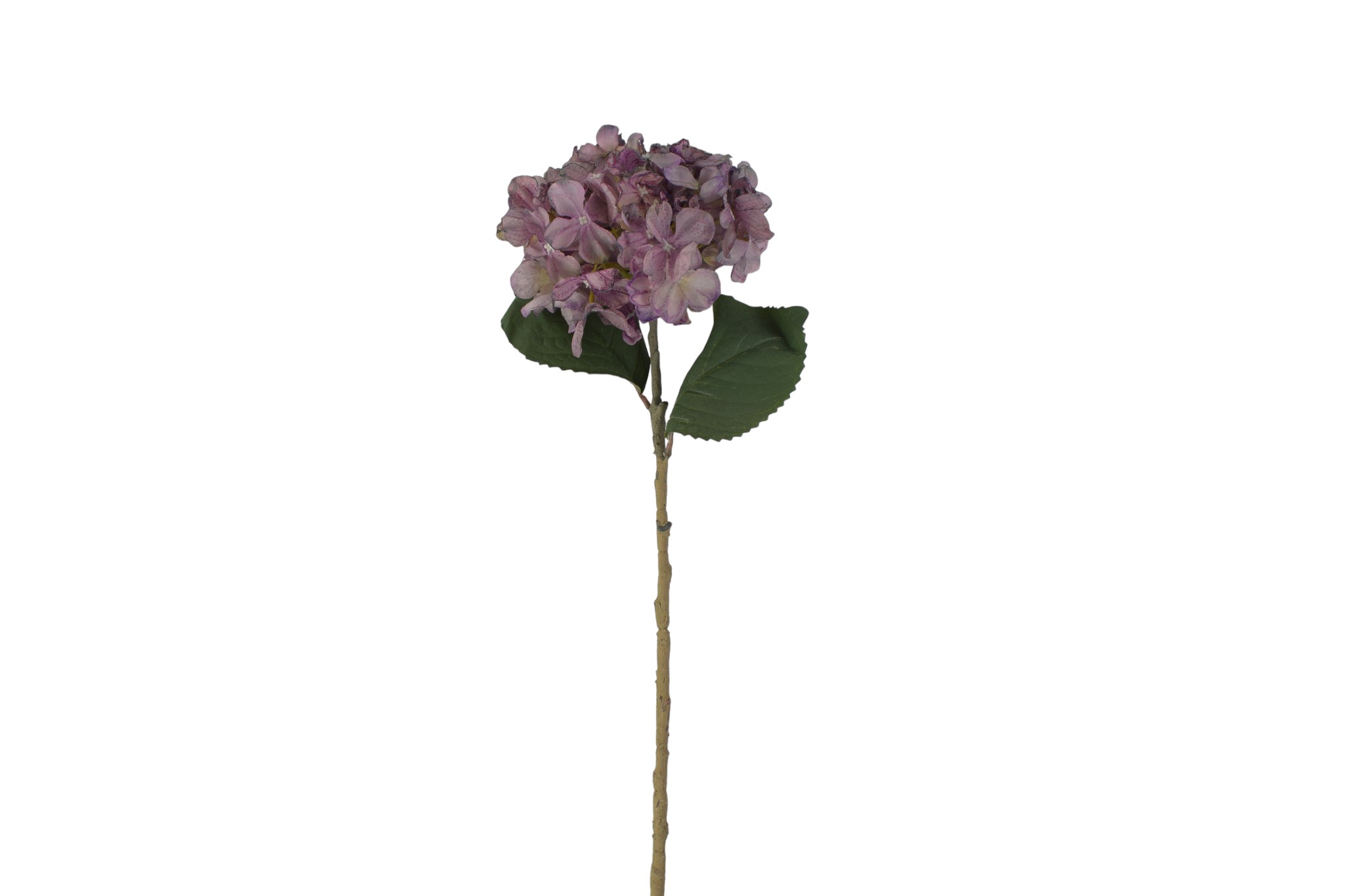 hortensja suszona