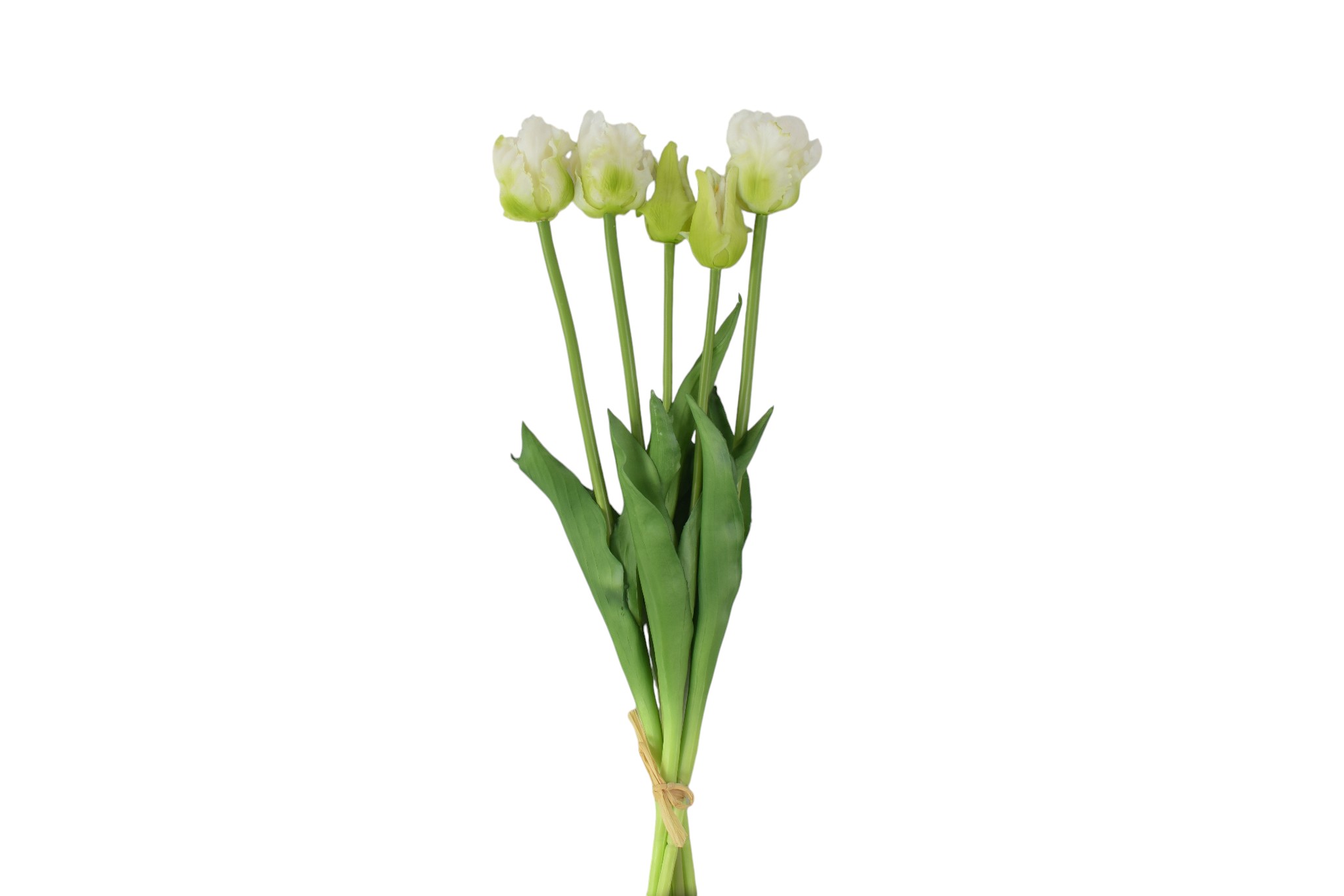 Tulipan papuzi gumowy