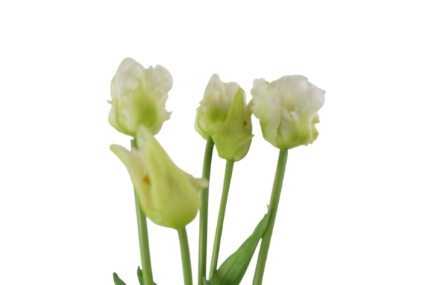 Tulipan papuzi gumowy