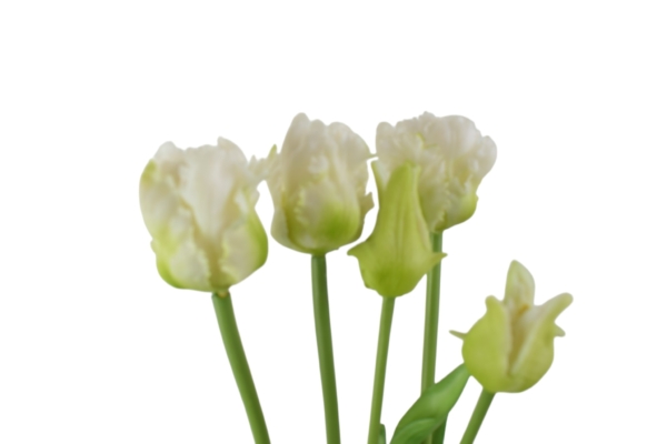 Tulipan papuzi gumowy