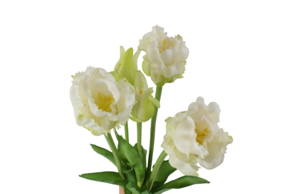 Tulipan papuzi gumowy