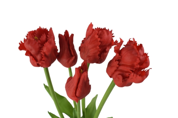 Tulipan papuzi gumowy