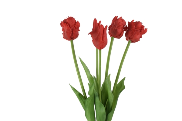 Tulipan papuzi gumowy