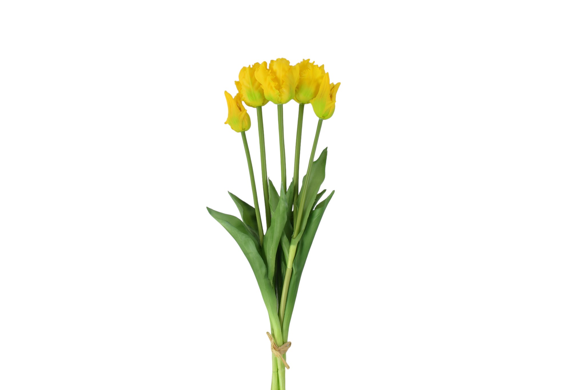 Tulipan papuzi gumowy
