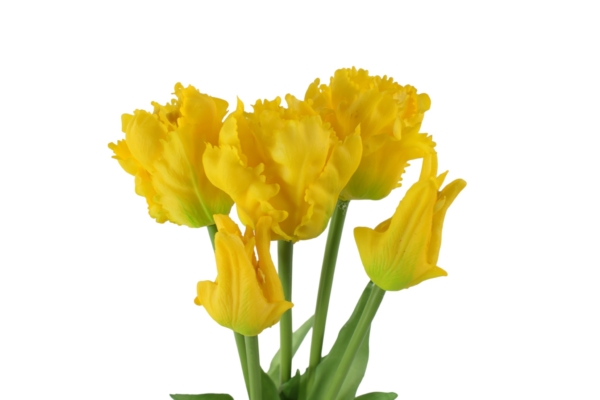 Tulipan papuzi gumowy