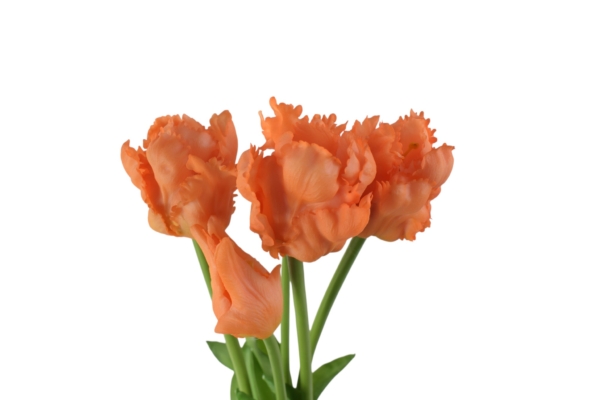 Tulipan papuzi gumowy