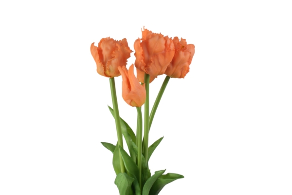 Tulipan papuzi gumowy