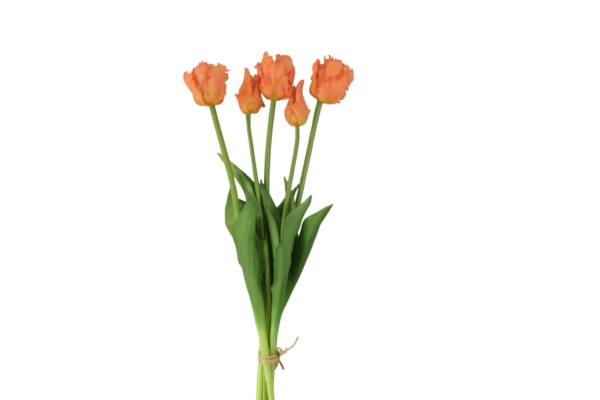 Tulipan papuzi gumowy