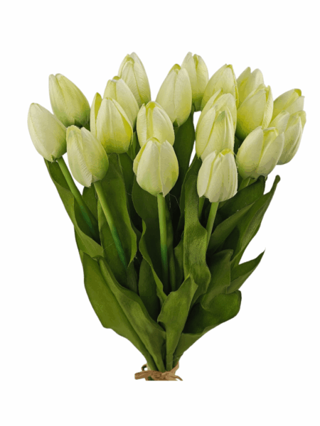 Tulipan drobny