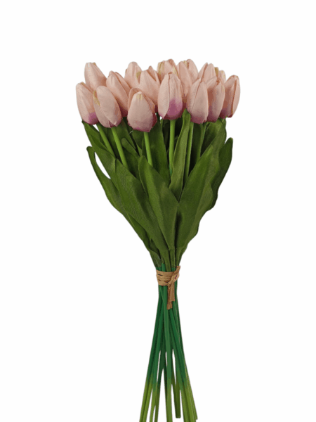 Tulipan drobny