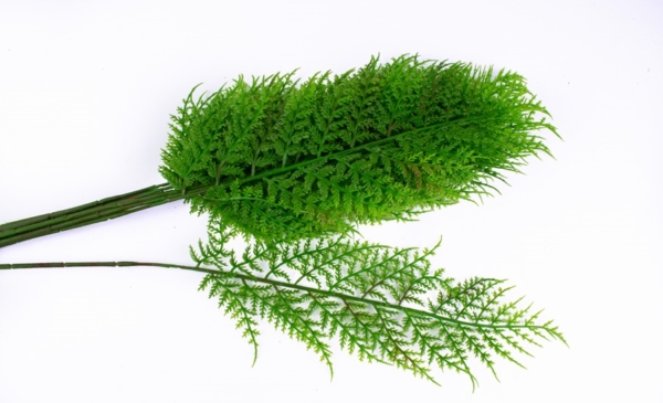 sztuczny lisc paproci