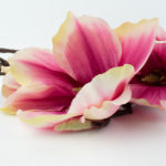 sztuczna gałązkowa magnolia