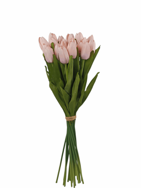 Tulipan drobny