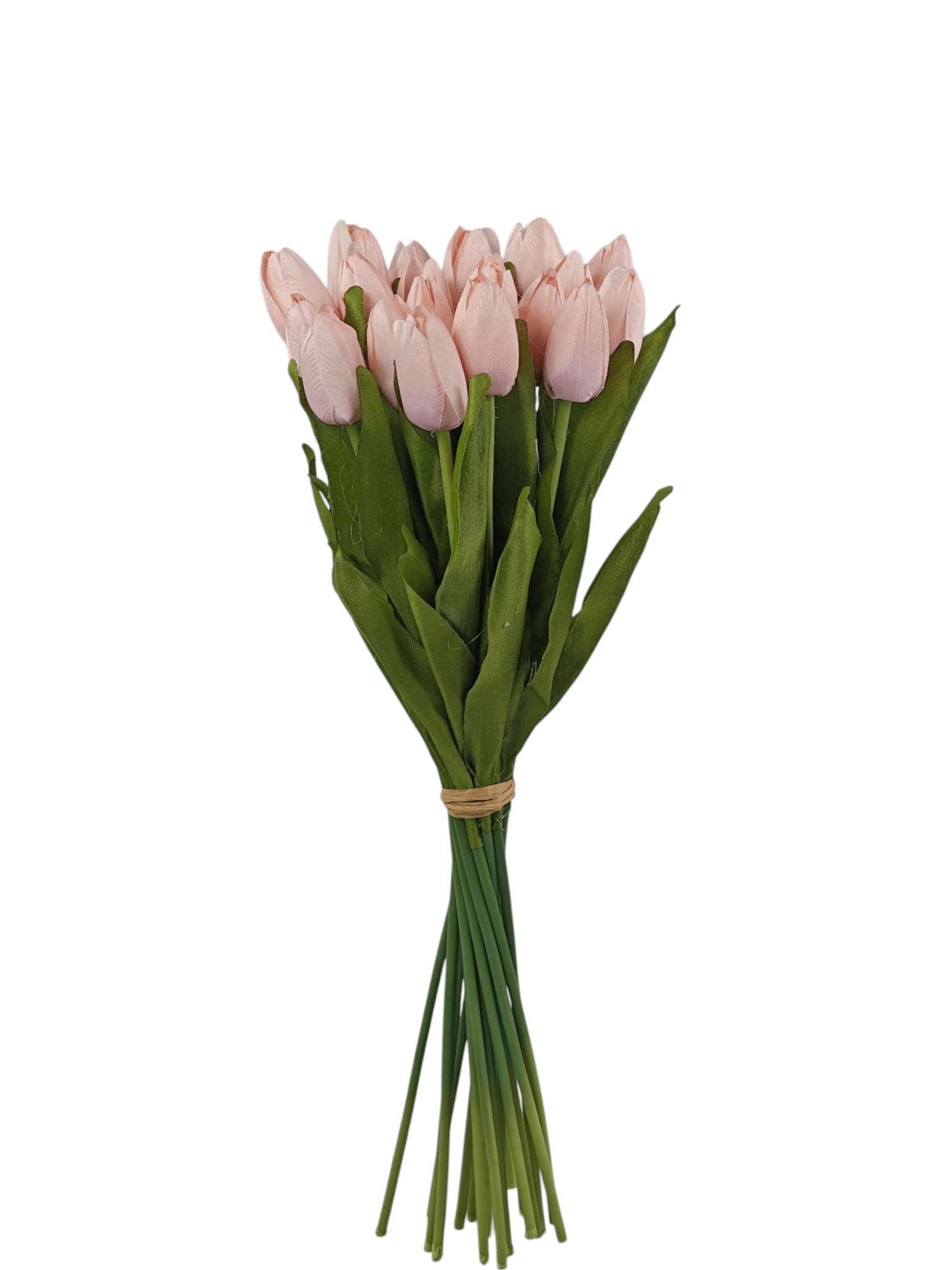 Tulipan drobny