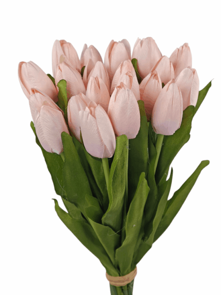 Tulipan drobny