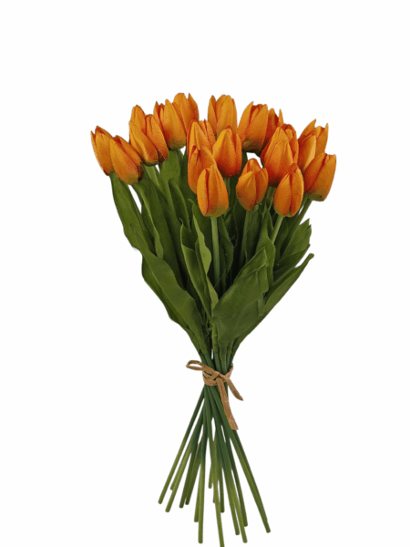 Tulipan drobny