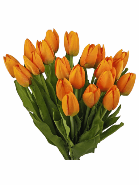 Tulipan drobny