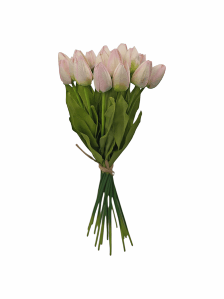 tulipan drobny