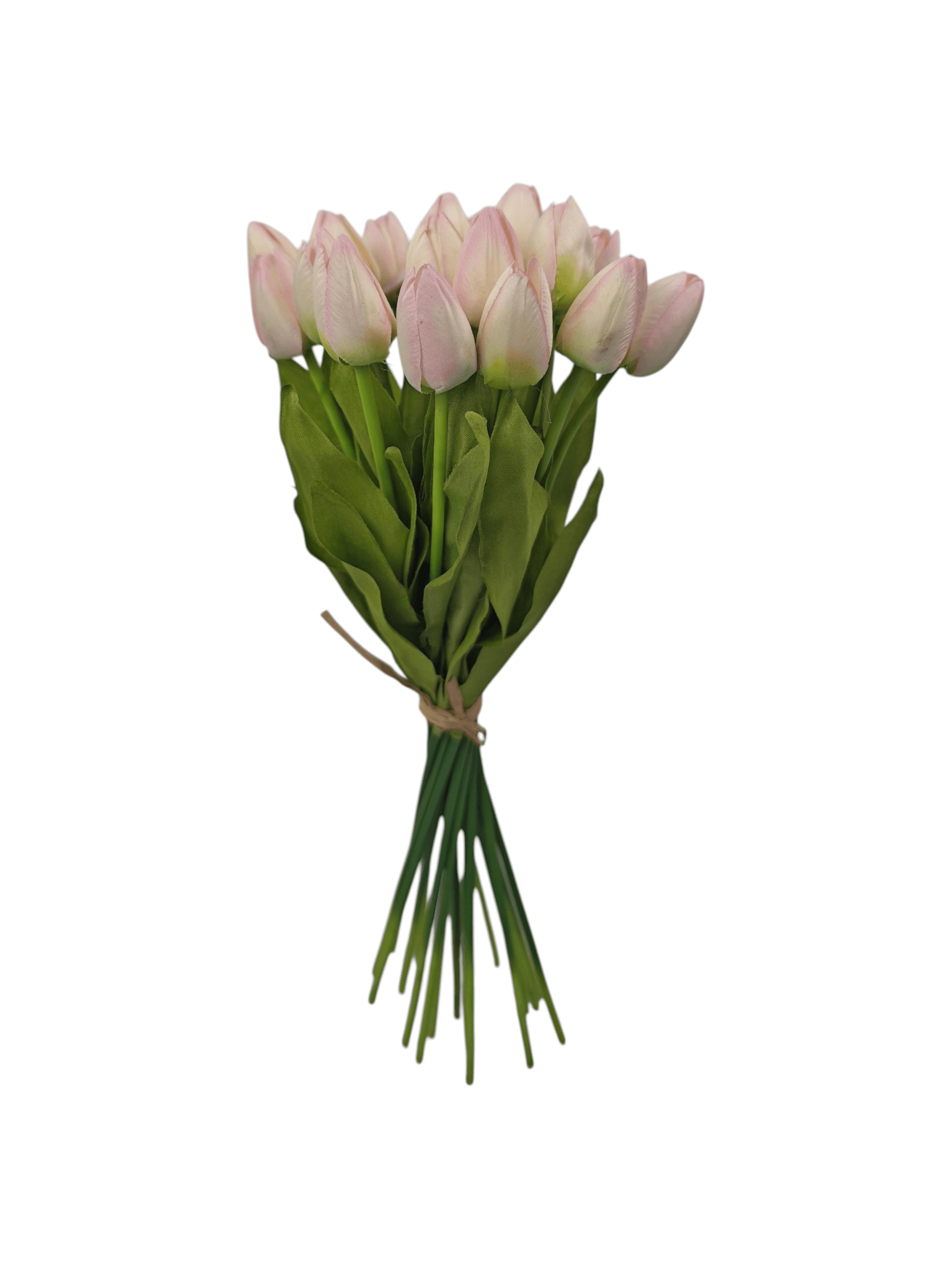 tulipan drobny