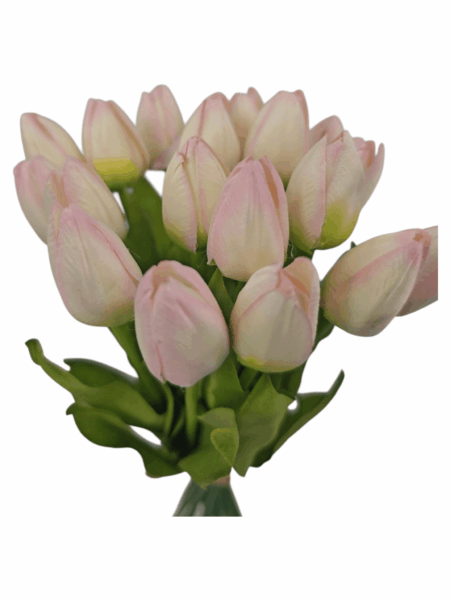 tulipan drobny