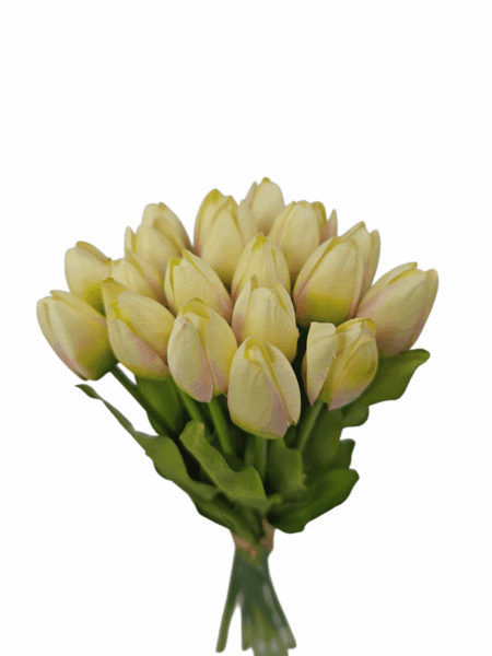 tulipan drobny