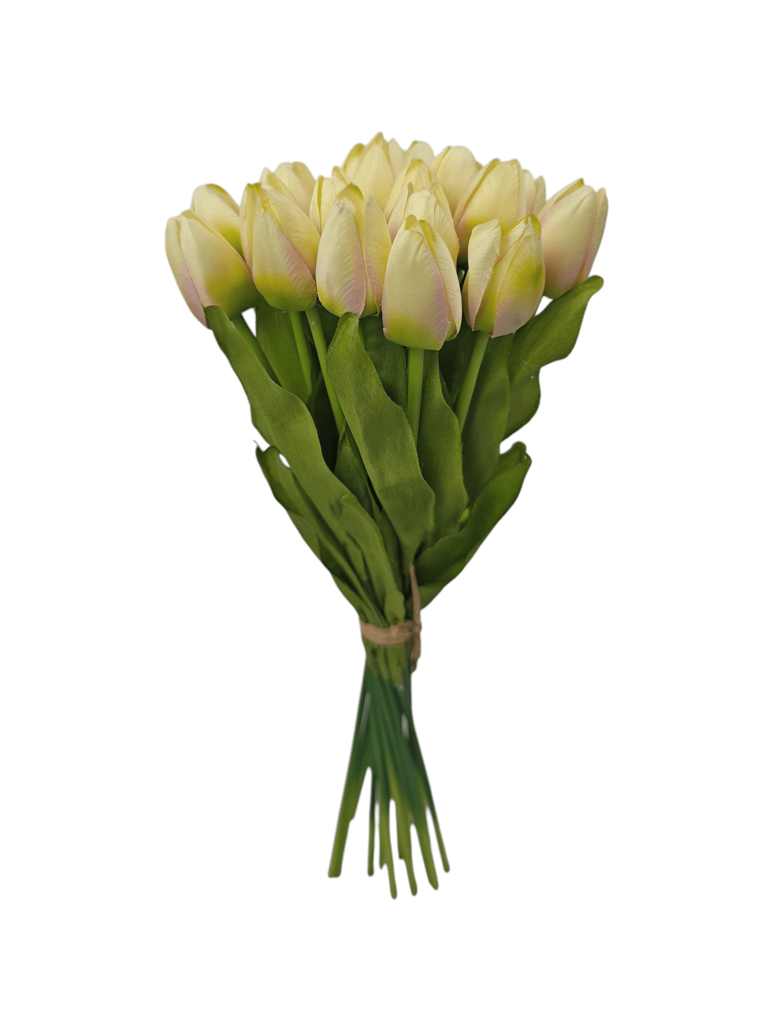 tulipan drobny