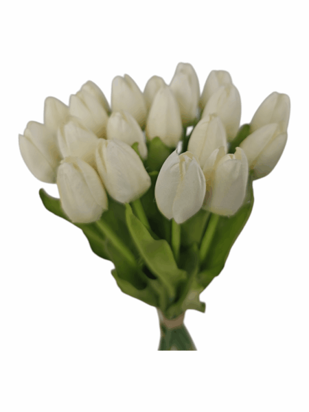 tulipan drobny