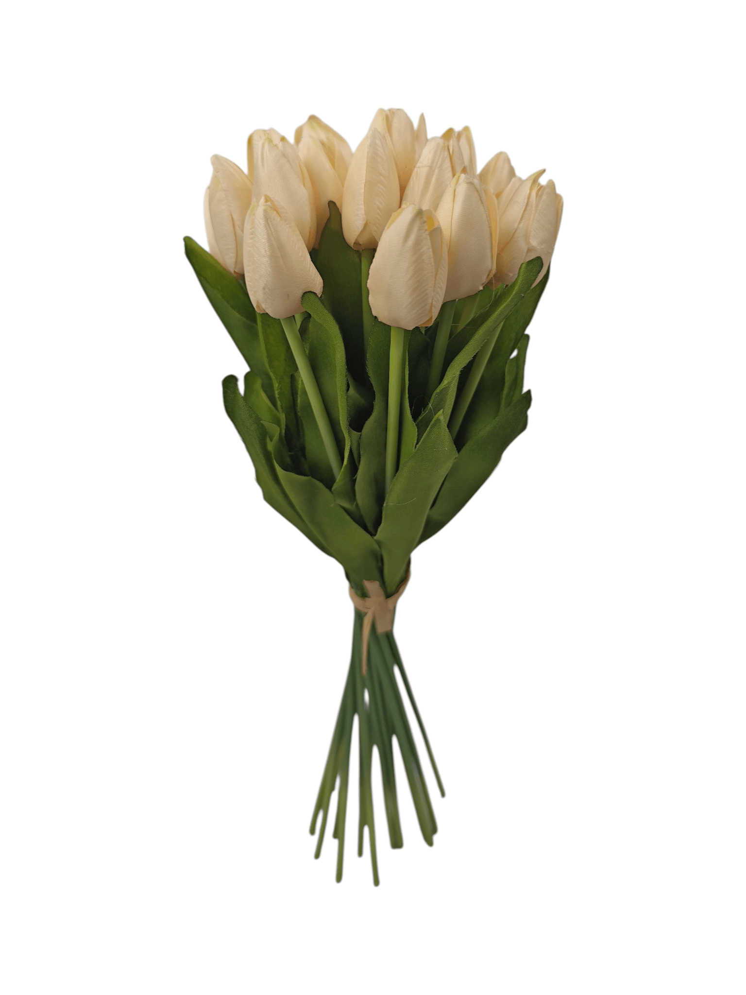 tulipan drobny