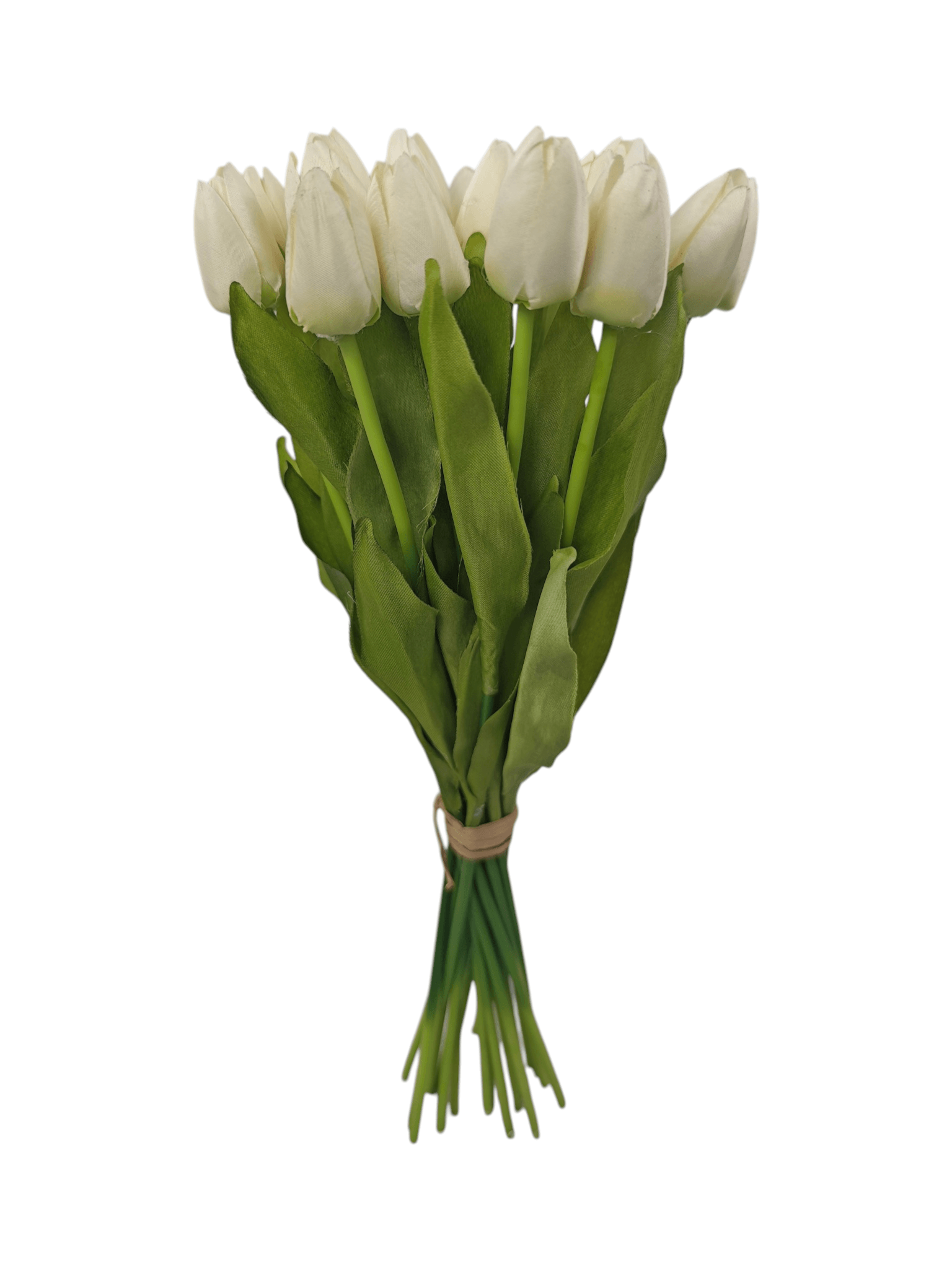tulipan drobny