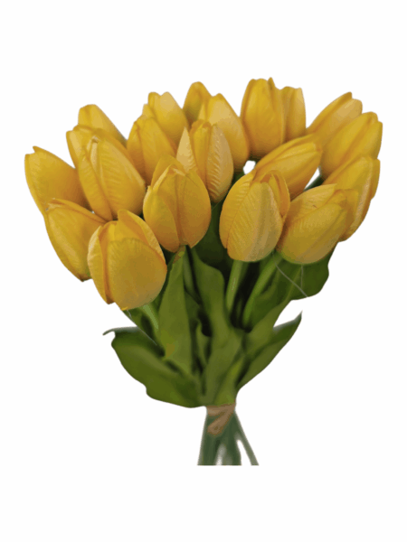 tulipan drobny