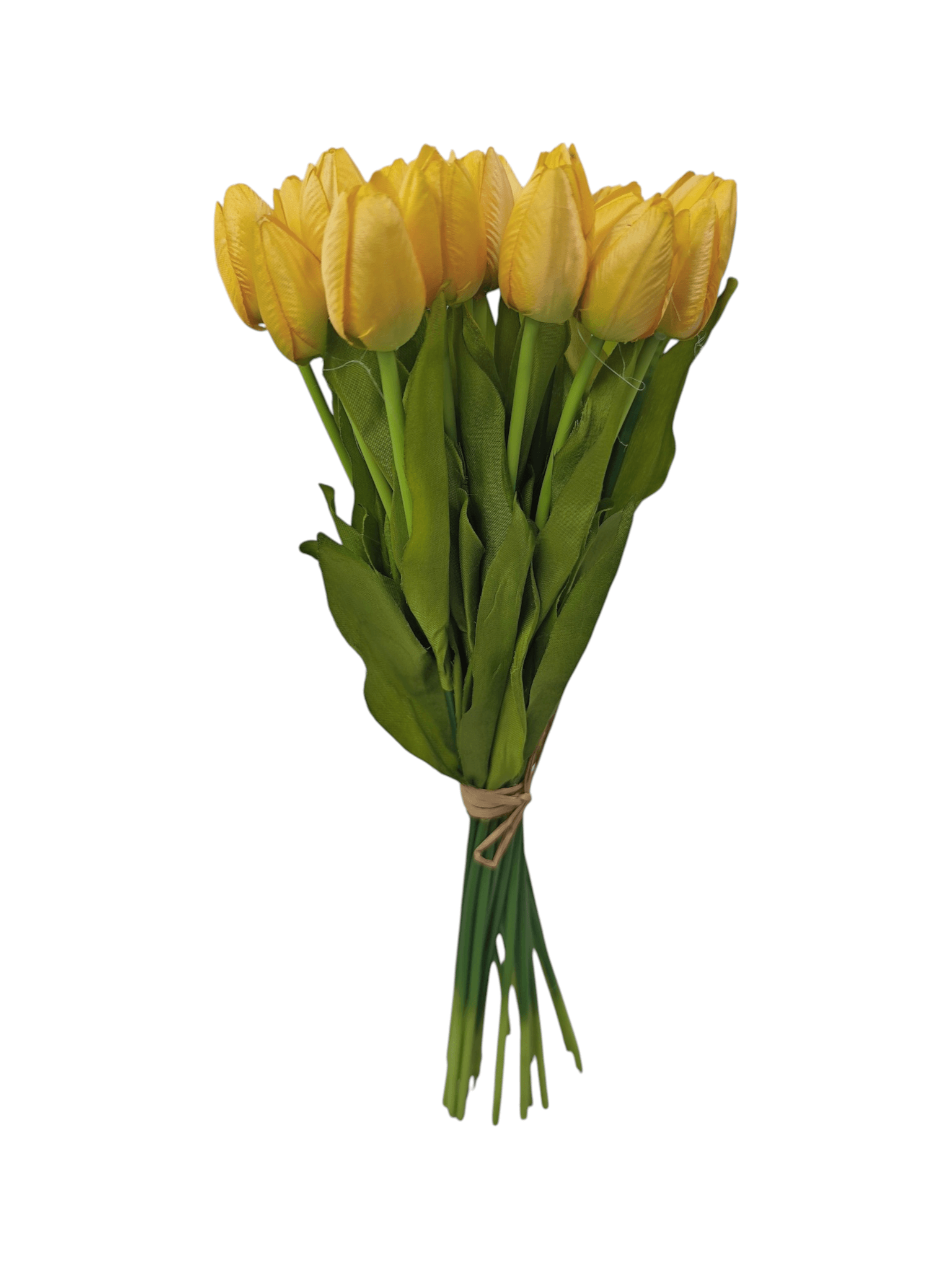 tulipan drobny