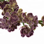 sztuczne kalanchoe
