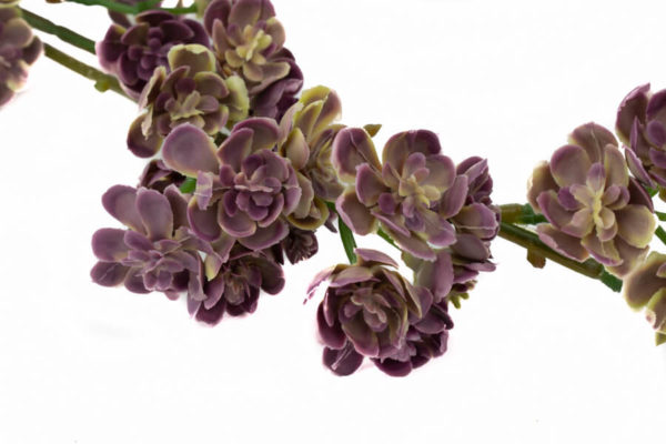 sztuczne kalanchoe