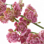 sztuczne kalanchoe