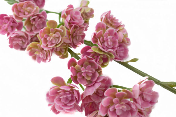sztuczne kalanchoe