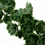 sztuczne kalanchoe