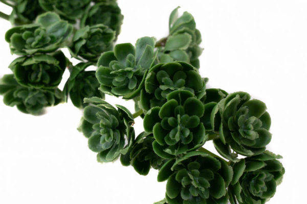 sztuczne kalanchoe