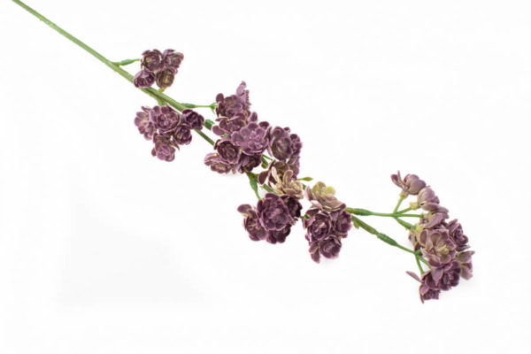 sztuczne kalanchoe