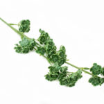 sztuczne kalanchoe