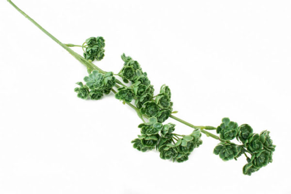 sztuczne kalanchoe