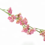sztuczne kalanchoe